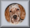 Hamish Button