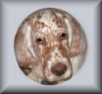 Logan Button
