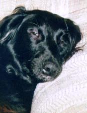 Angus Asleep On The Couch