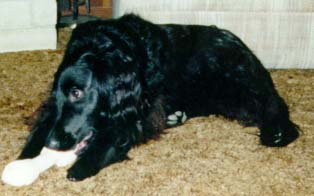 Anugs With A Chew Bone