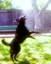 Angus Playing In The Sprinklers 1