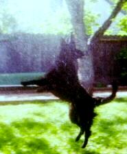 Angus Playing In The Sprinklers 2
