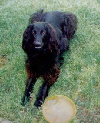 Angus With His Frisbee