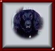 Angus Button