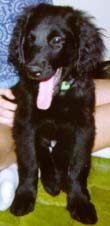Angus Puppy Picture 2