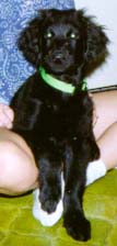 Angus Puppy Picture 1