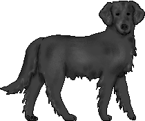 Flatcoat Retriever