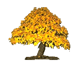 Golden Maple Tree Of Friendship