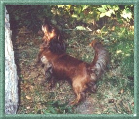 Benny vs. The Squirrels