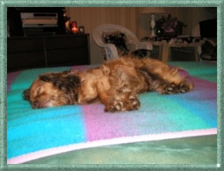 Benny On The Bed