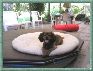 Benny On The Spa