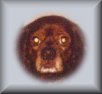 Benny Button