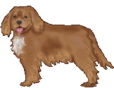 Cavalier King Charles Spaniel