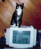 BOB On The Computer