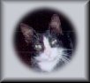 BOB Button