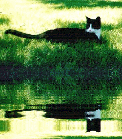 BOB In The Shade