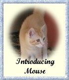 Introducing Mouse