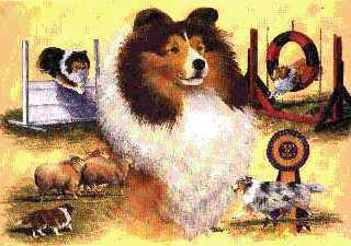 Limited Addition Sheltie Print By Terry Albert Of Tiger Mountain Graphics