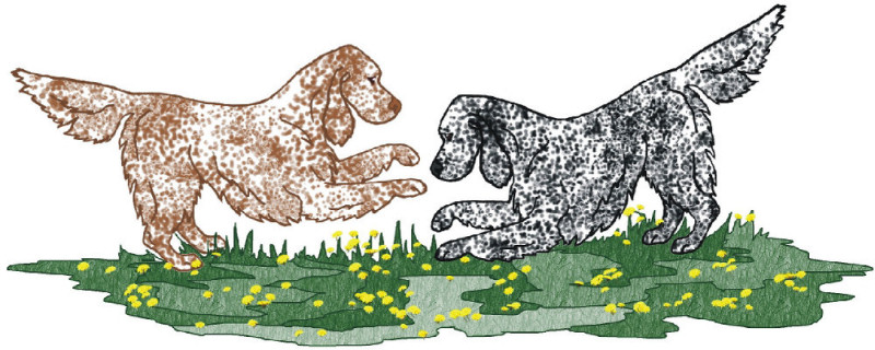 English Setters