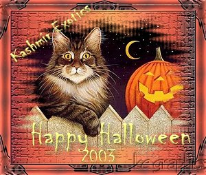 Happy Halloween From Kashmir Exotics