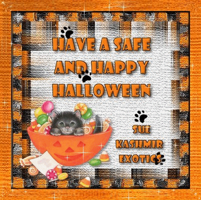 Have A Safe & Happy Halloween Sue Kashmire Exotics