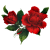 Red Rose