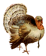 Just Another Wild Turkey