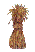 Wheat