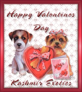 Happy Valentine's Day From Kashmir Exotics