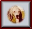 K.C.Button