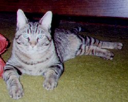 Levi Resting