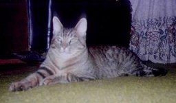Levi The Tiger