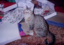 Levi & The Xmas Mess