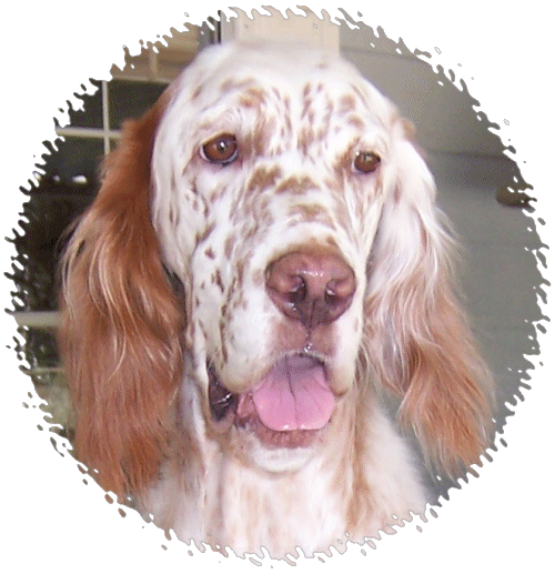 Diva Headshot