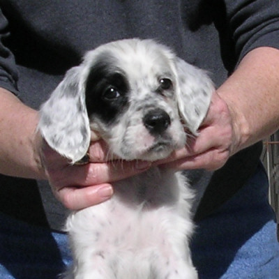 Baby Pixie