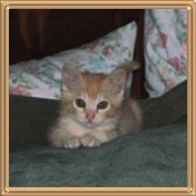 Baby Mouse