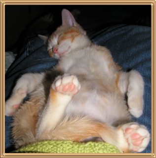 Mouse Snoozin'