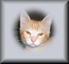 Mouse Button