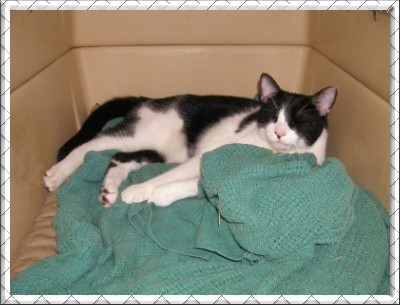 *NoMo* In The Dog Crate