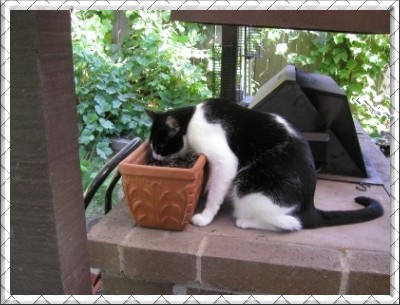 *NoNo* Eating Catnip