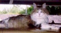 Rainbow The Guard Cat