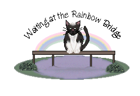 Rainbow Bridge Kitten